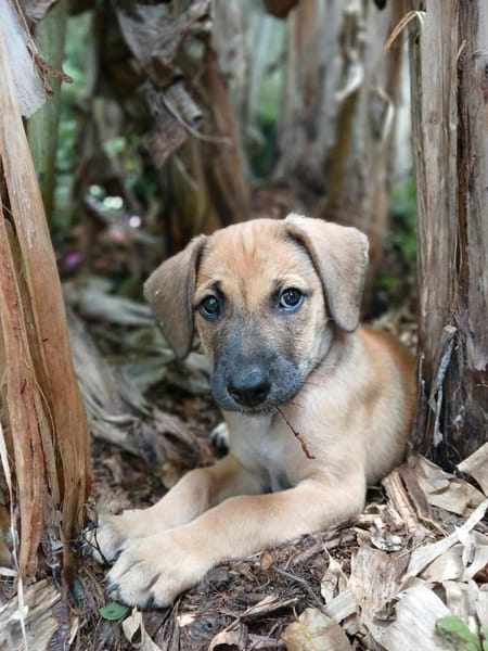 Pepsy, mâle croisé, né le 20/04/2025  🐶
