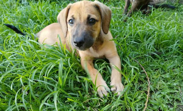 Pepsy, mâle croisé, né le 20/04/2025  🐶