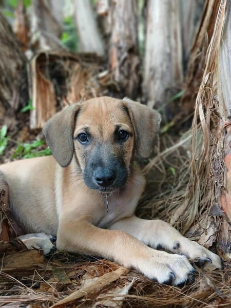 Pepsy, mâle croisé, né le 20/04/2025  🐶