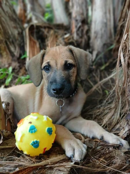 Pepsy, mâle croisé, né le 20/04/2025  🐶