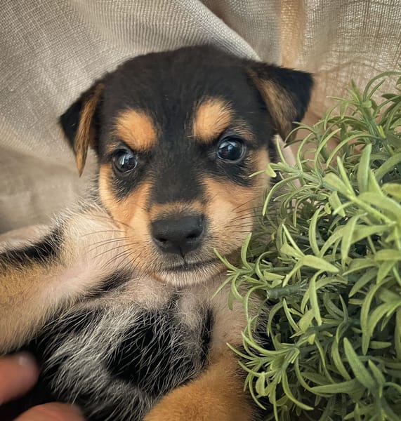Iros, mâle croisé berger, né le 15/04/2025  🐶