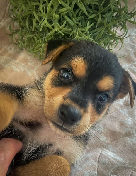Iros, mâle croisé berger, né le 15/04/2025  🐶