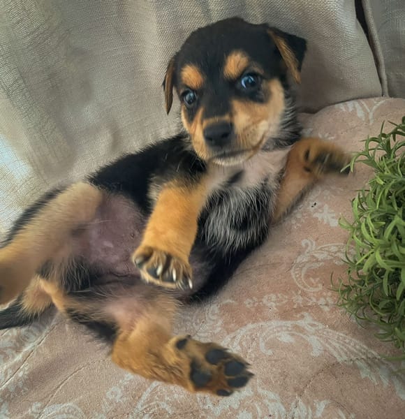 Iros, mâle croisé berger, né le 15/04/2025  🐶