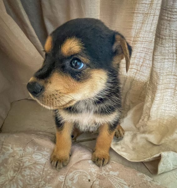 Iros, mâle croisé berger, né le 15/04/2025  🐶