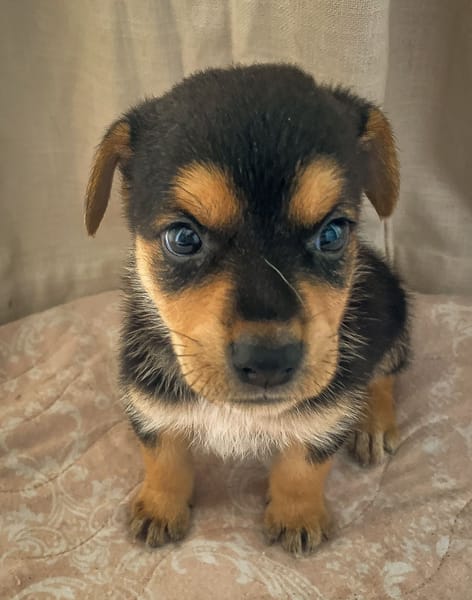 Iros, mâle croisé berger, né le 15/04/2025  🐶