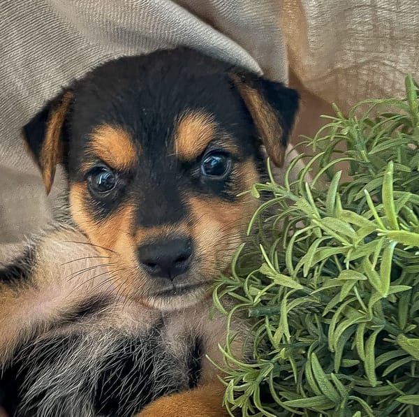 Iros, mâle croisé berger, né le 15/04/2025  🐶