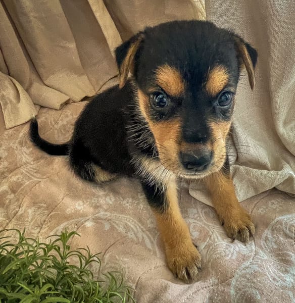 Iros, mâle croisé berger, né le 15/04/2025  🐶