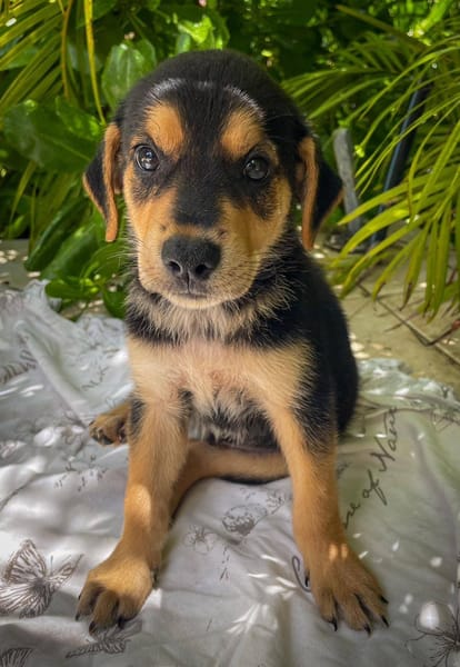 Iros, mâle croisé berger, né le 15/04/2025  🐶