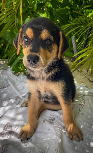 Iros, mâle croisé berger, né le 15/04/2025  🐶