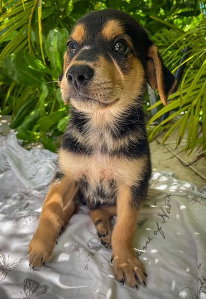 Iros, mâle croisé berger, né le 15/04/2025  🐶