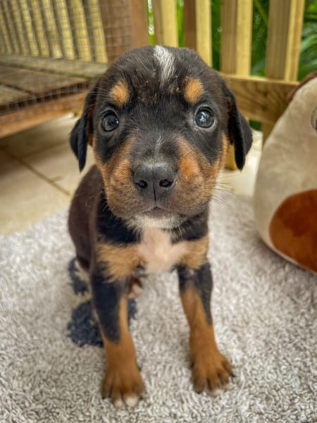 Dwalin, mâle croisé berger, né le 15/04/2025  🐶