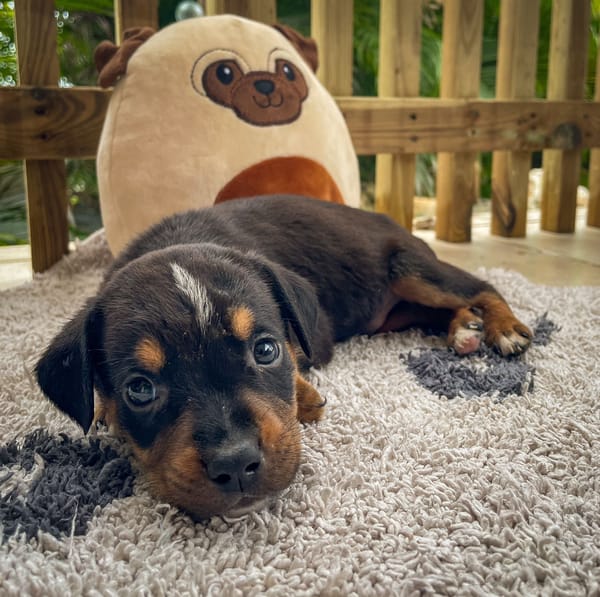 Dwalin, mâle croisé berger, né le 15/04/2025  🐶