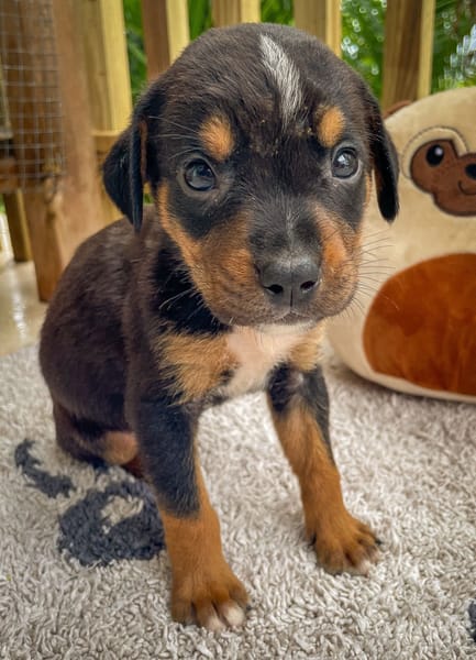 Dwalin, mâle croisé berger, né le 15/04/2025  🐶