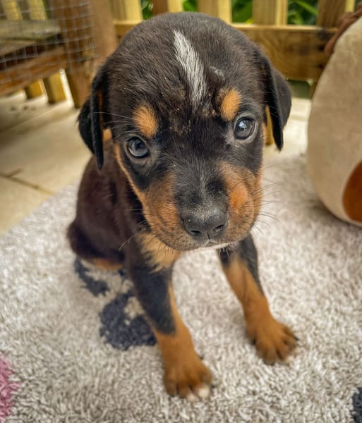 Dwalin, mâle croisé berger, né le 15/04/2025  🐶