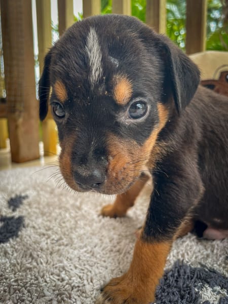 Dwalin, mâle croisé berger, né le 15/04/2025  🐶
