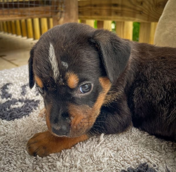 Dwalin, mâle croisé berger, né le 15/04/2025  🐶