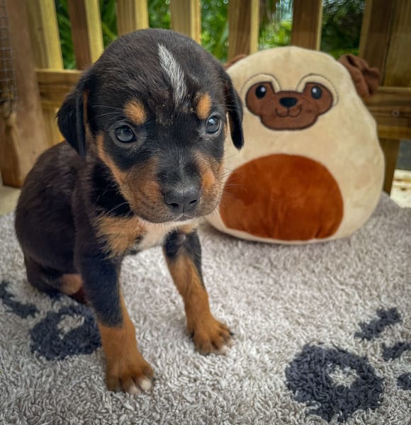 Dwalin, mâle croisé berger, né le 15/04/2025  🐶