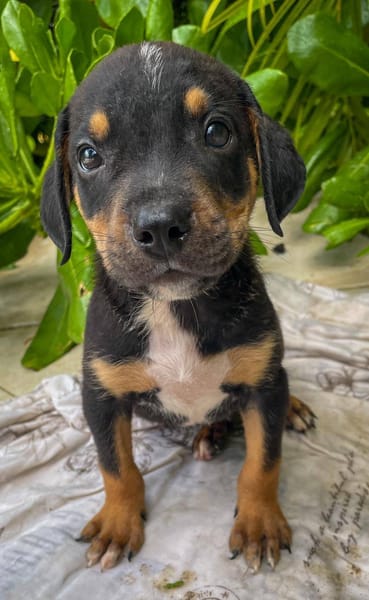 Dwalin, mâle croisé berger, né le 15/04/2025  🐶