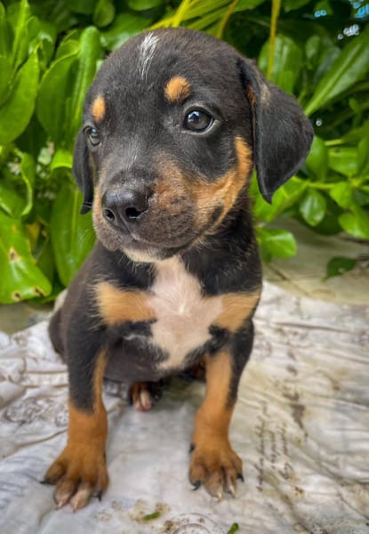 Dwalin, mâle croisé berger, né le 15/04/2025  🐶