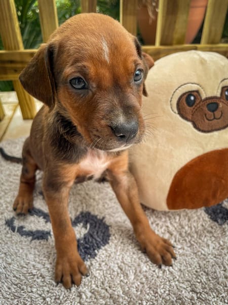 Dori, femelle croisée berger, née le 15/04/2025  🐶