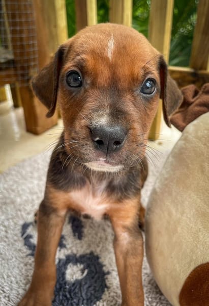 Dori, femelle croisée berger, née le 15/04/2025  🐶