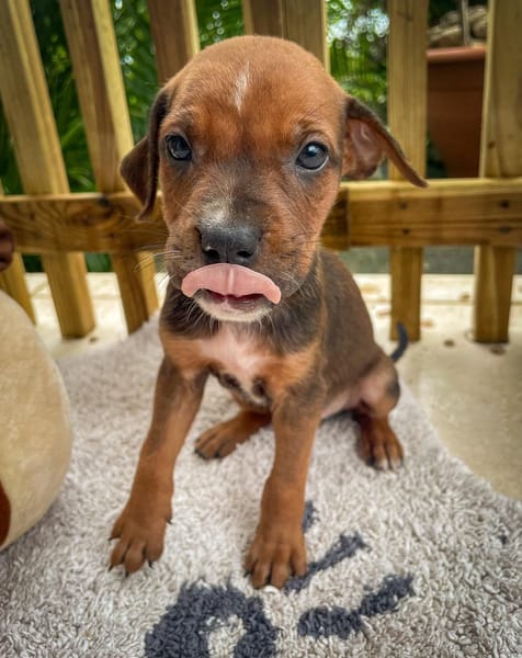 Dori, femelle croisée berger, née le 15/04/2025  🐶