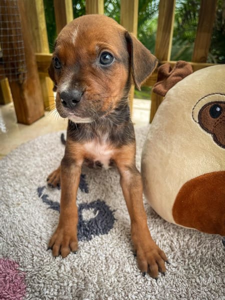 Dori, femelle croisée berger, née le 15/04/2025  🐶