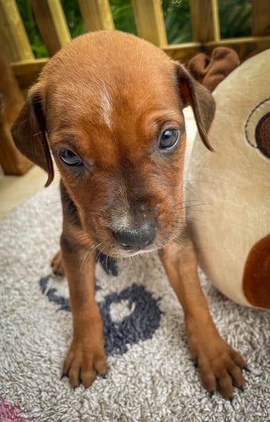 Dori, femelle croisée berger, née le 15/04/2025  🐶