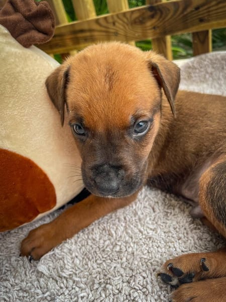 Dori, femelle croisée berger, née le 15/04/2025  🐶