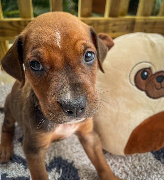 Dori, femelle croisée berger, née le 15/04/2025  🐶