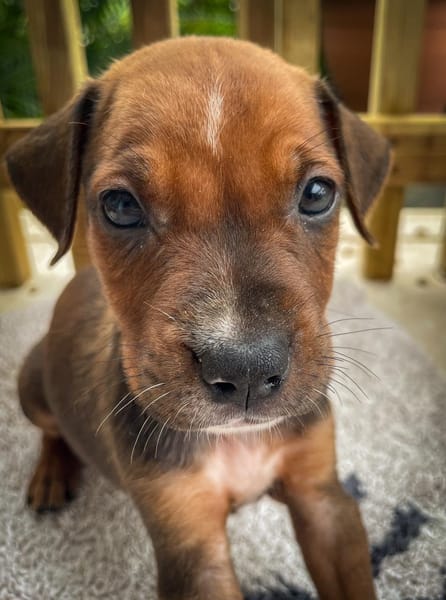 Dori, femelle croisée berger, née le 15/04/2025  🐶