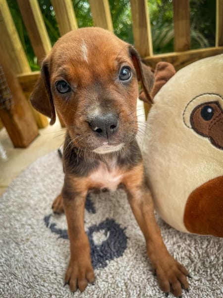 Dori, femelle croisée berger, née le 15/04/2025  🐶