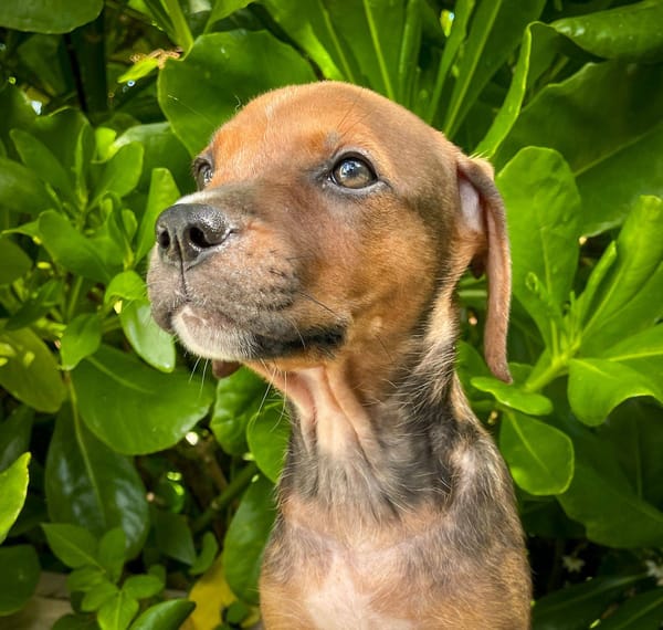Dori, femelle croisée berger, née le 15/04/2025  🐶