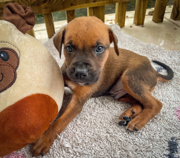 Balin, mâle croisé berger, né le 15/04/2025  🐶
