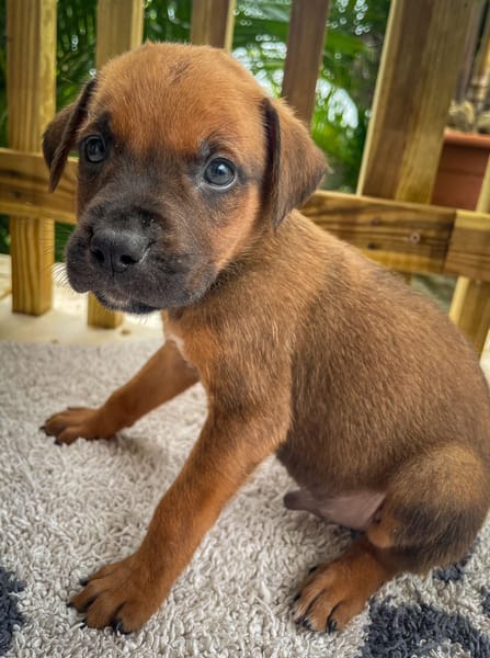 Balin, mâle croisé berger, né le 15/04/2025  🐶