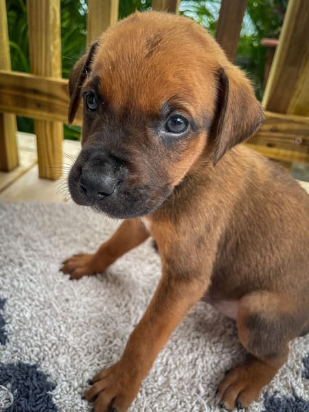 Balin, mâle croisé berger, né le 15/04/2025  🐶