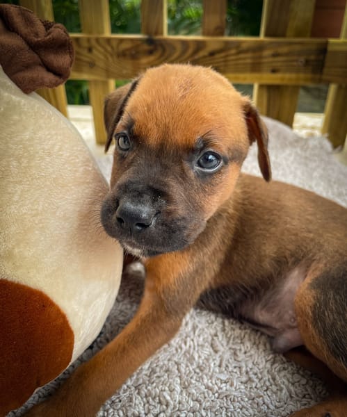 Balin, mâle croisé berger, né le 15/04/2025  🐶