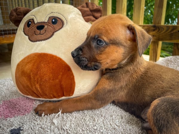 Balin, mâle croisé berger, né le 15/04/2025  🐶