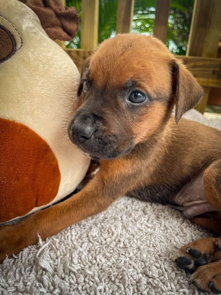 Balin, mâle croisé berger, né le 15/04/2025  🐶