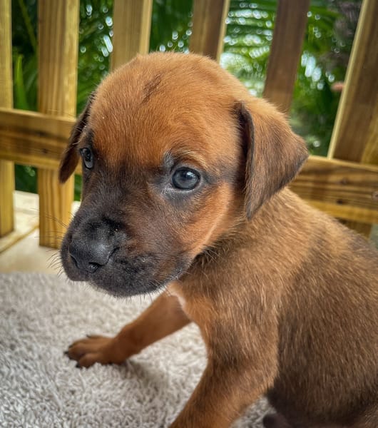 Balin, mâle croisé berger, né le 15/04/2025  🐶