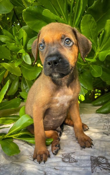 Balin, mâle croisé berger, né le 15/04/2025  🐶