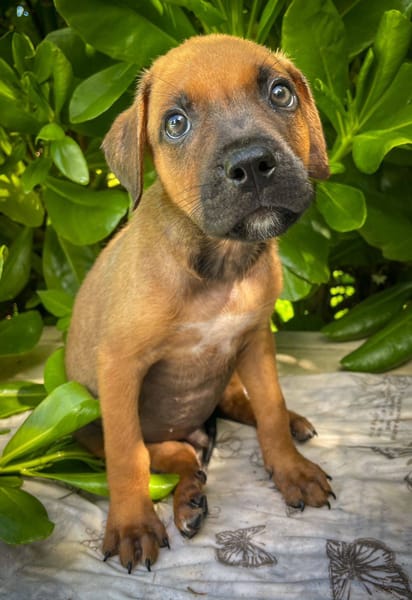 Balin, mâle croisé berger, né le 15/04/2025  🐶
