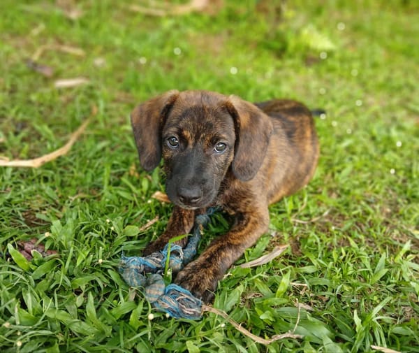 Awa, mâle croisé, né le 20/04/2025 🐶