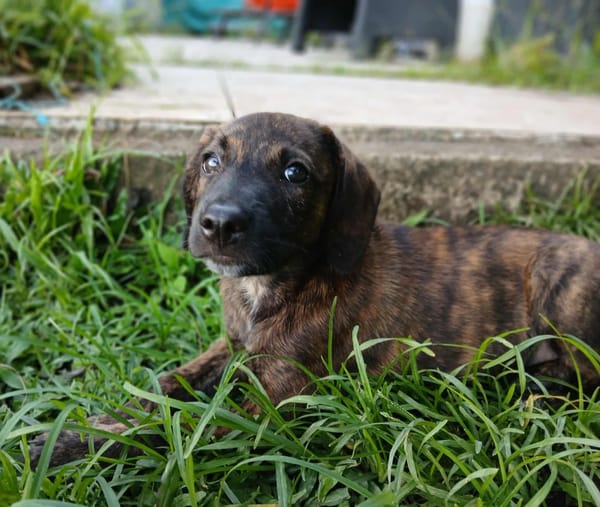Awa, mâle croisé, né le 20/04/2025 🐶