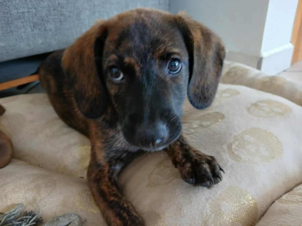 Awa, mâle croisé, né le 20/04/2025 🐶