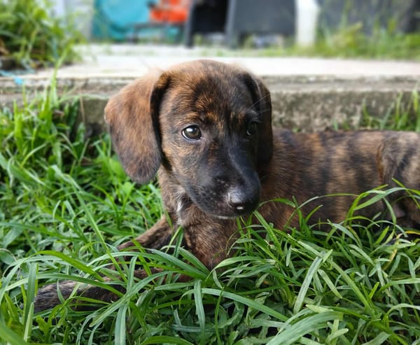 Awa, mâle croisé, né le 20/04/2025 🐶