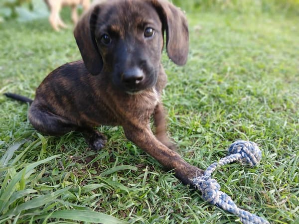 Awa, mâle croisé, né le 20/04/2025 🐶