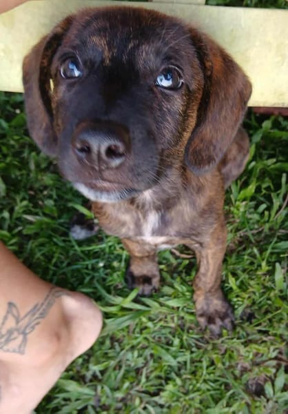 Awa, mâle croisé, né le 20/04/2025 🐶