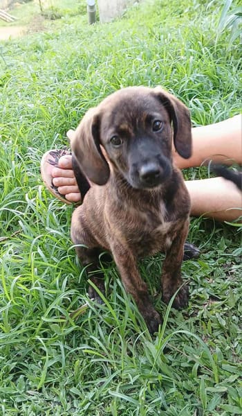 Awa, mâle croisé, né le 20/04/2025 🐶