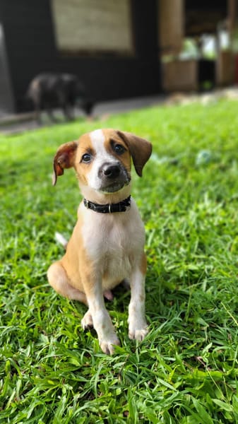 Amore, mâle croisé berger, né le 03/05/2025 🐶